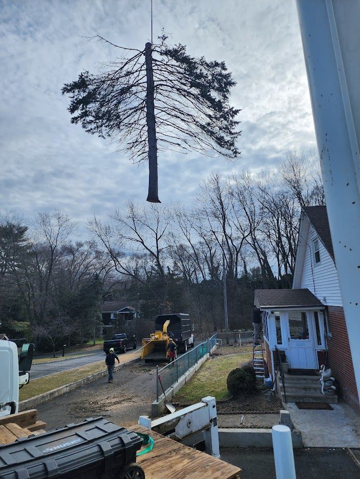 Hazardous tree removal