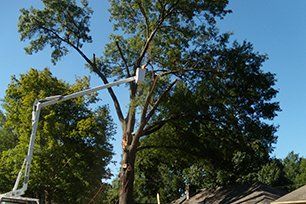 Tree branches removal