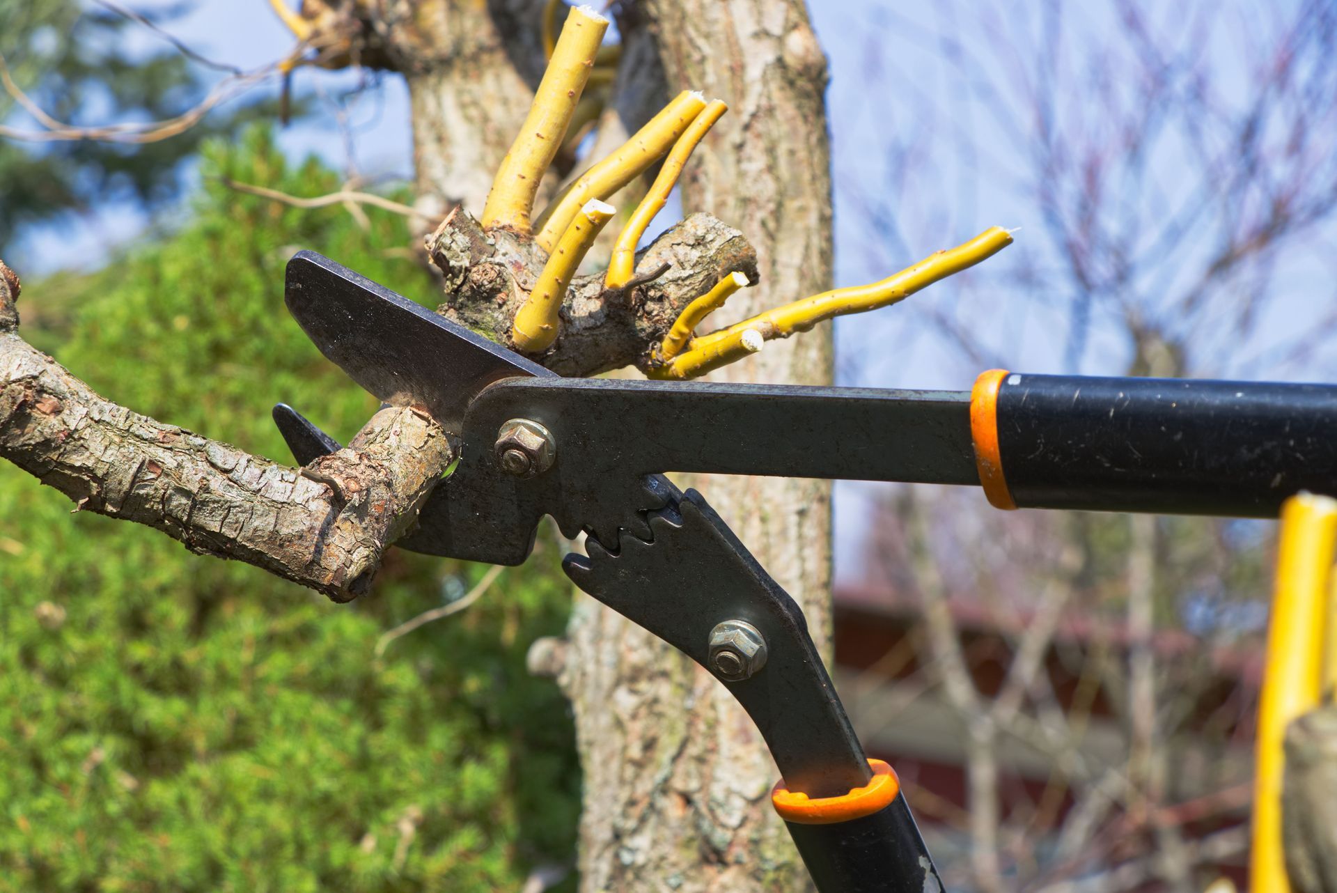 tree trimming service