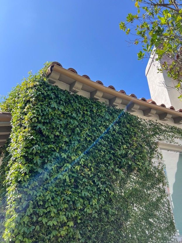 Ivy-covered building corner with terracotta roof tiles against a bright blue sky