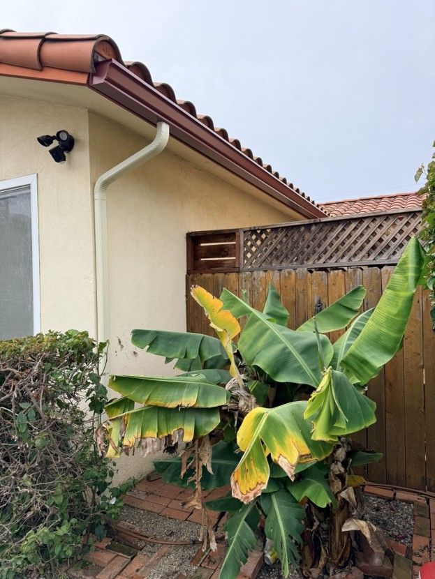 Yellow-green banana plant beside a beige house with a tiled roof and lattice fence