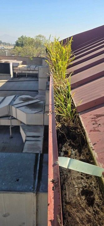 Rooftop view of a red metal roof edge with a small tree growing in the gutter, beside HVAC units.