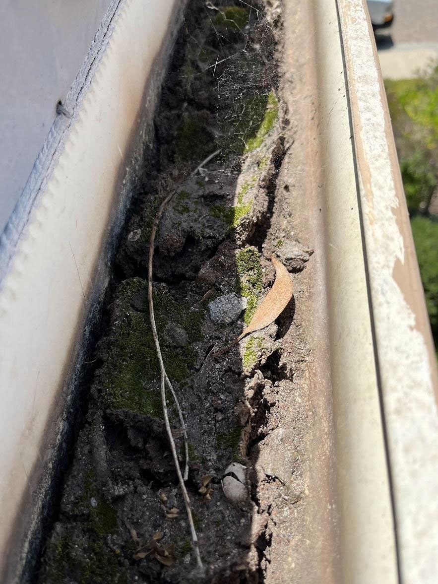 Dirty gutter with moss, debris, and a small dry leaf between white walls.