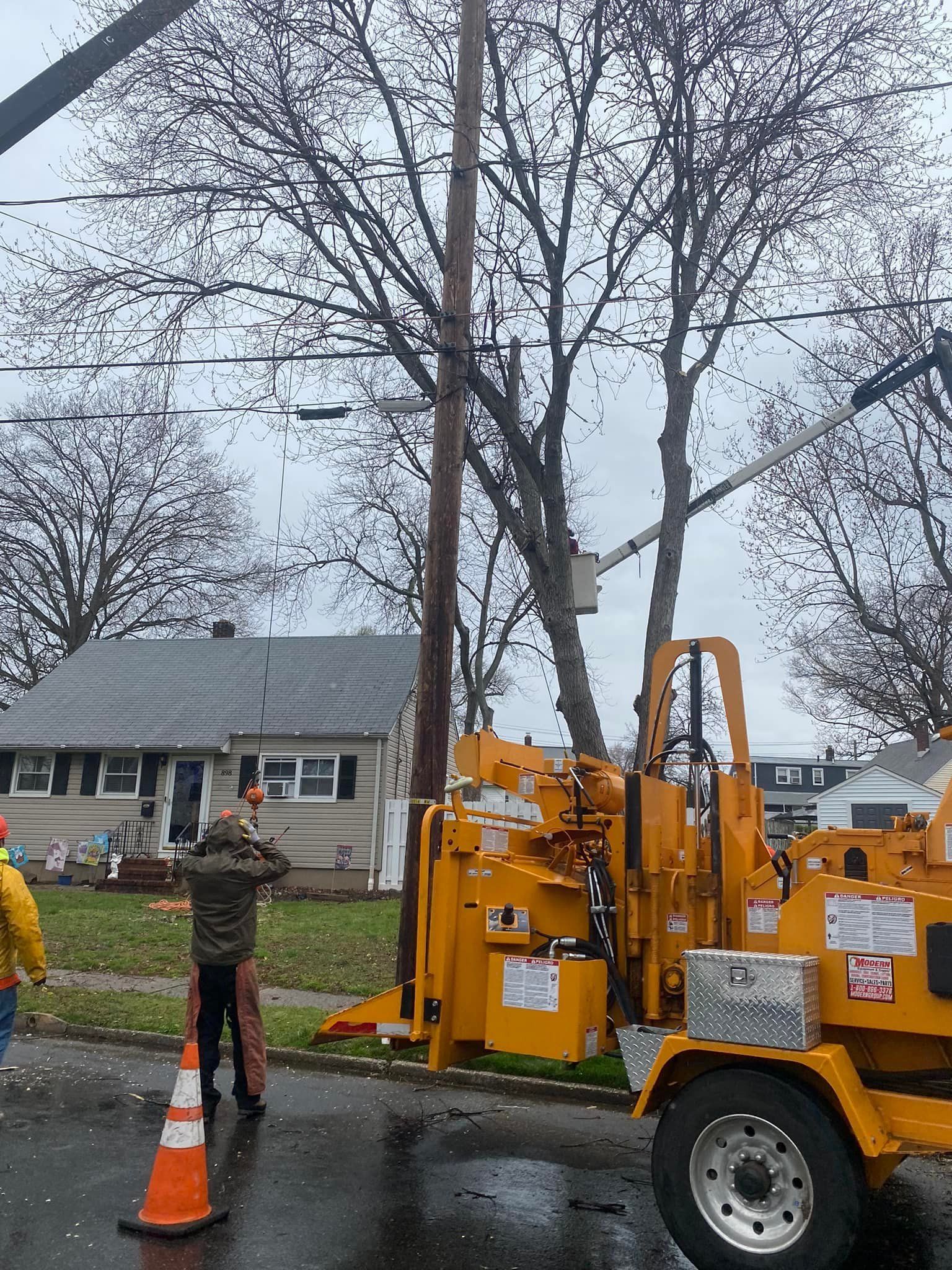 Atlas Tree Service Photo Gallery Lyndhurst, NJ