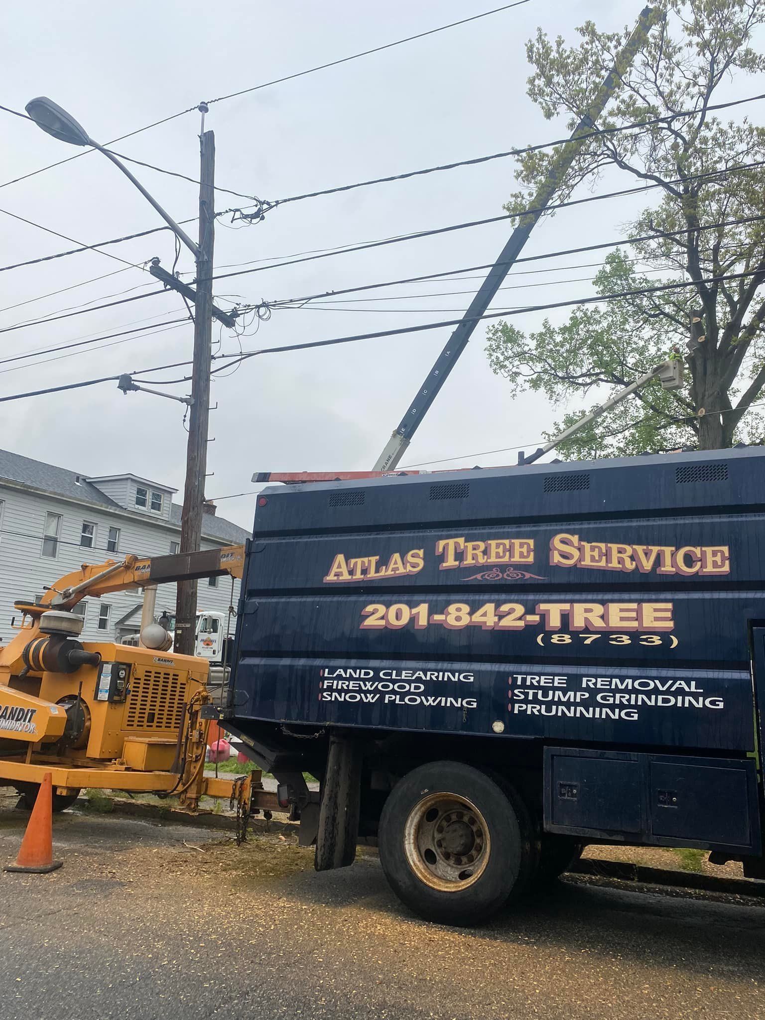 Atlas Tree Service Photo Gallery | Lyndhurst, NJ