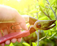 Pruning branches close up
