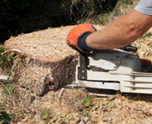 Chainsaw cutting through tree stump