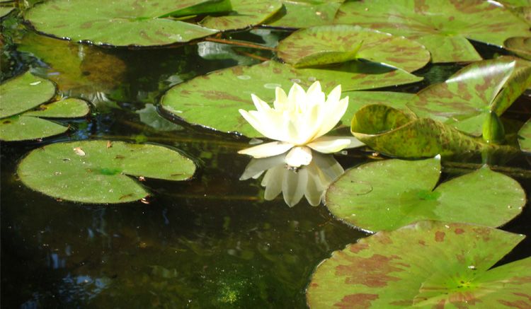 Flower with water lilies