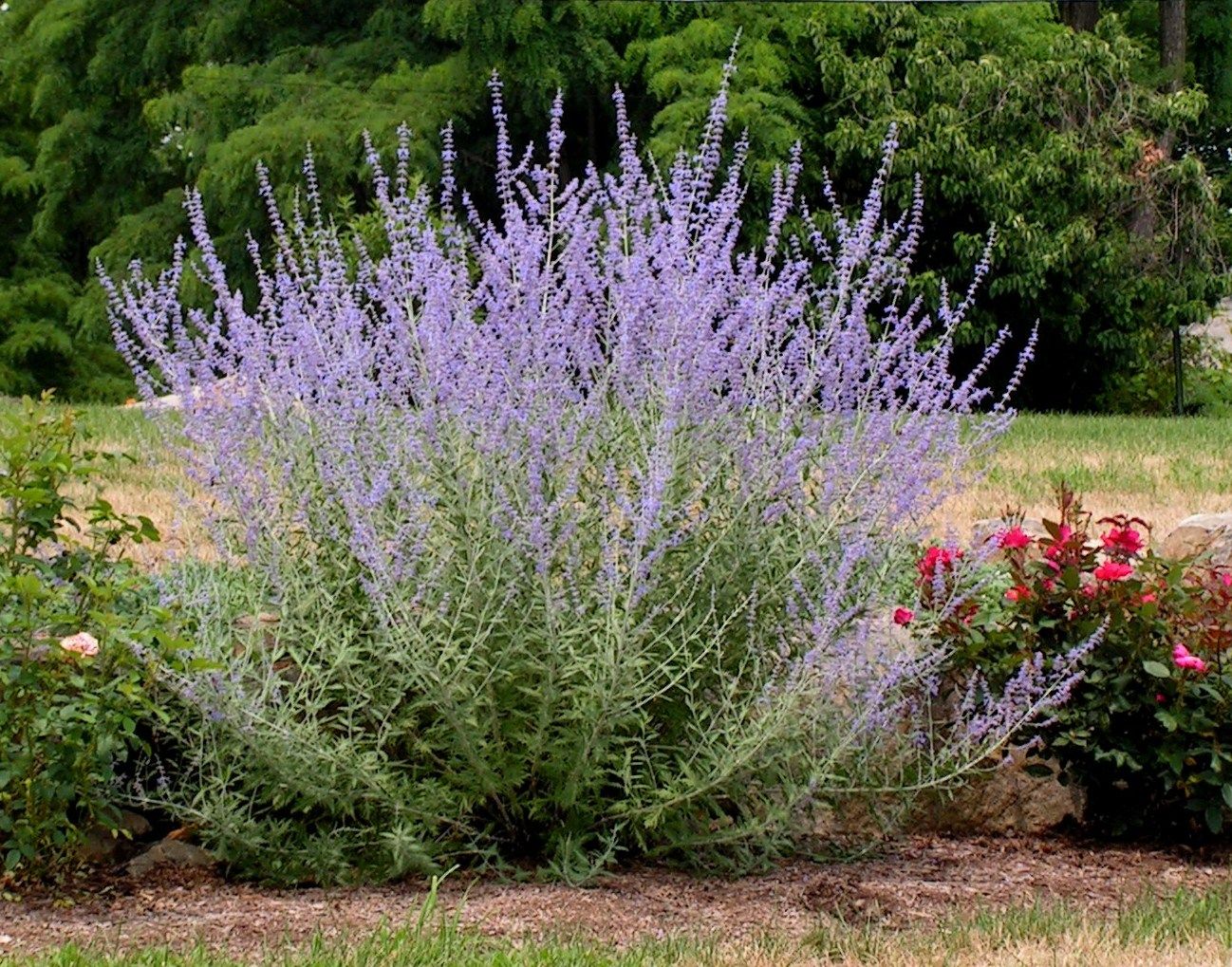 Beautiful plant