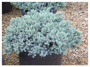 Beautiful plant