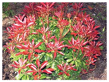 Colorful plant