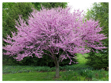 Colorful tree