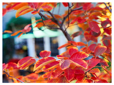 Vibrant color of plant