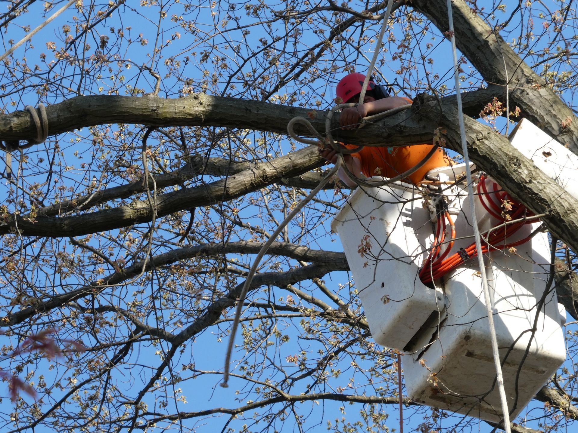 Tree Removal Top Notch Tree & Excavating Northern NJ