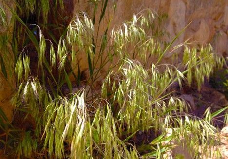 Cheatgrass