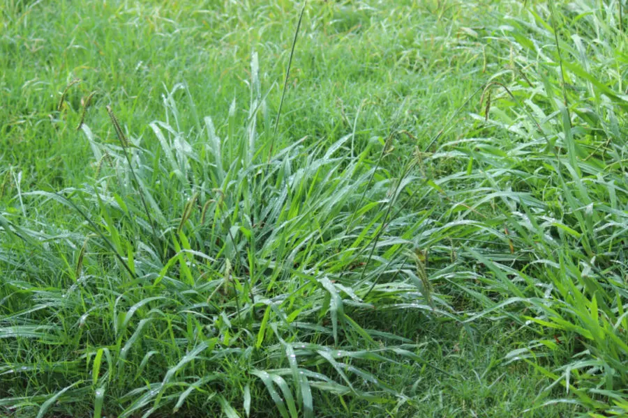 Crabgrass Weed
