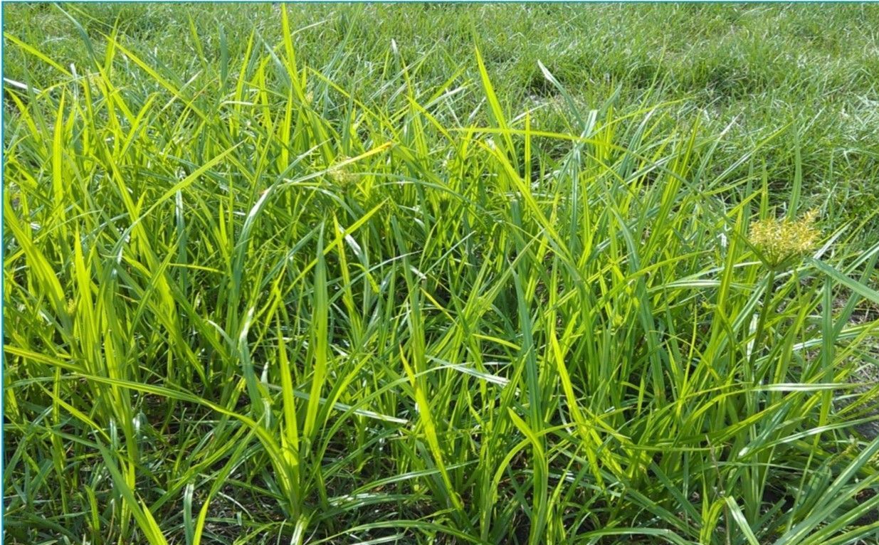Nutsedge Weed