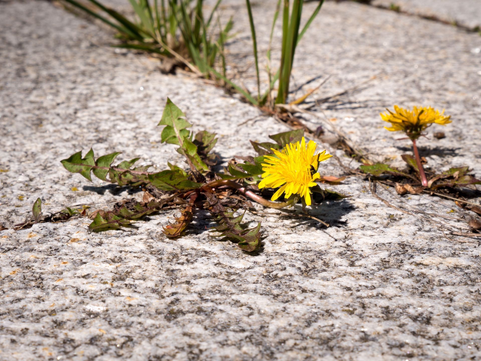 How to Prevent Weeds from Coming Back After Removal
