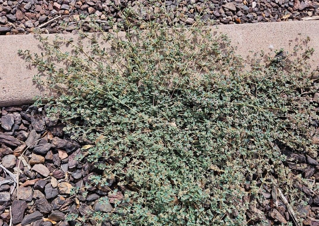 Spotted Spurge