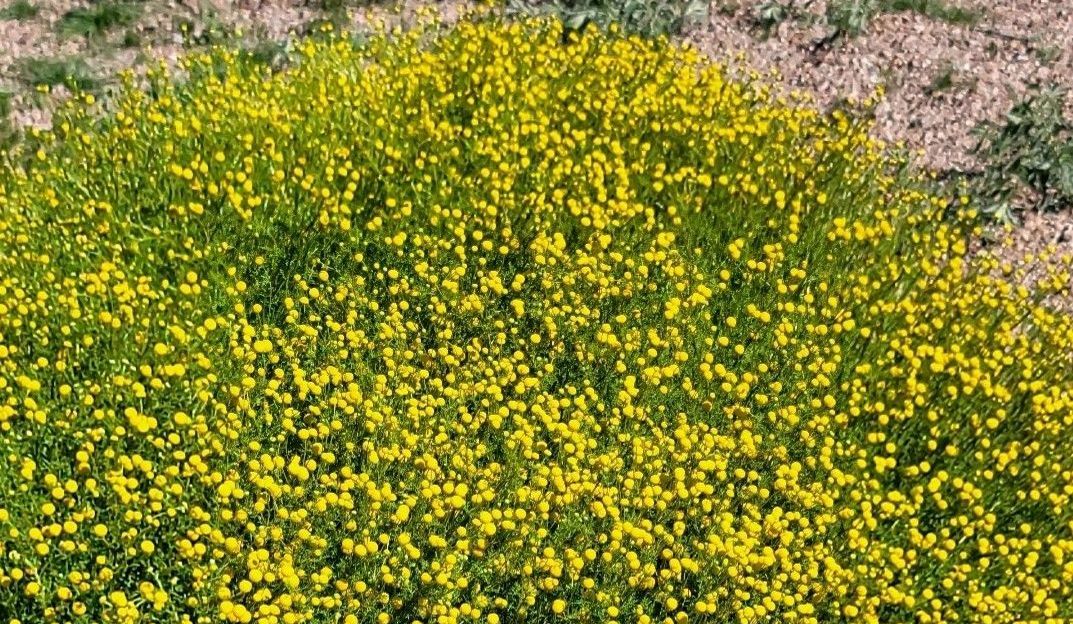 Stinknet Weed