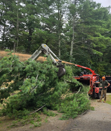 Tree limb being cut by a red wood chipper on a forest roadside, with workers nearby.