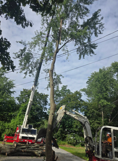 Tree removal crew using a bucket truck and excavator to cut down tall trees in a yard