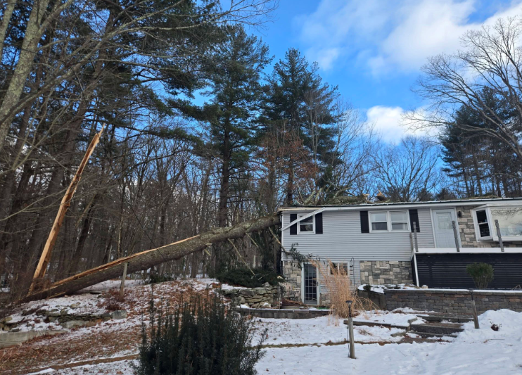 Snowy house beside a leaning tree in a wooded yard under a blue sky