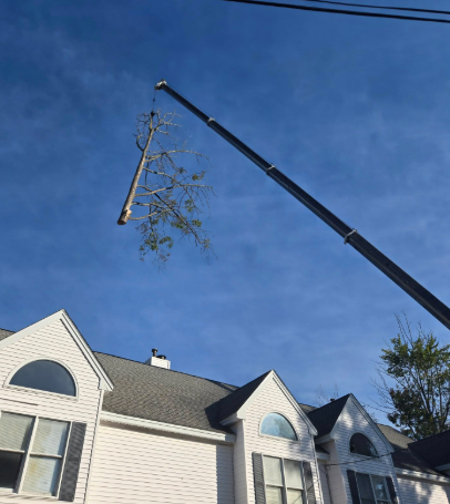Crane lifting a tree branch above a white house under a clear blue sky