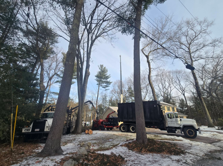 Truck and tree service equipment in a snowy wooded area near a road