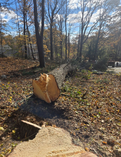 Fallen tree trunk in a wooded area with a fresh cut stump in the foreground and autumn leaves on the ground