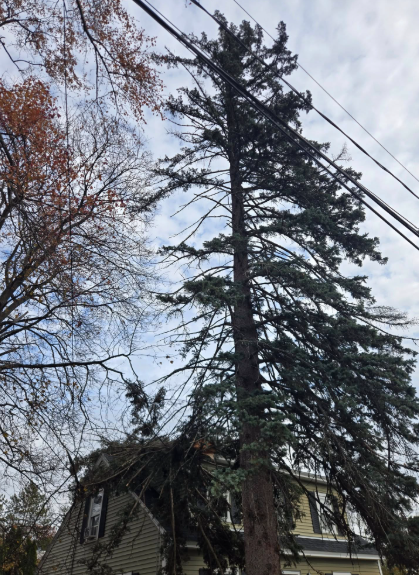 Tall evergreen tree beside a house, with power lines overhead and cloudy sky in the background
