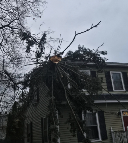 Tree branch snapped onto the roof of a green house during stormy weather