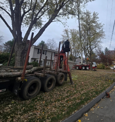 Workers loading logs onto a red truck in a residential street with autumn trees.