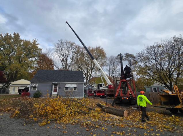 Workers and crane clearing a fallen tree on a residential street beside a gray house