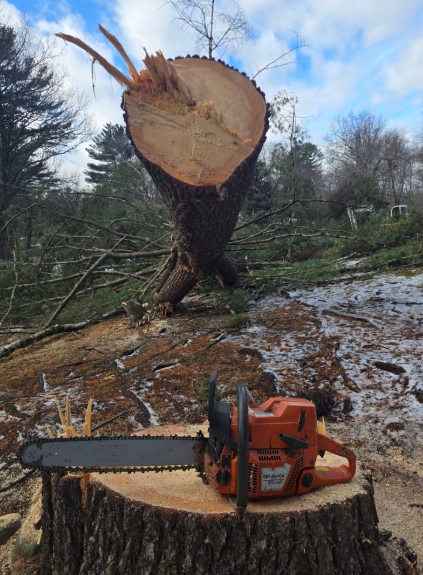 Chainsaw resting on a stump beneath a freshly cut tree trunk in a muddy wooded area