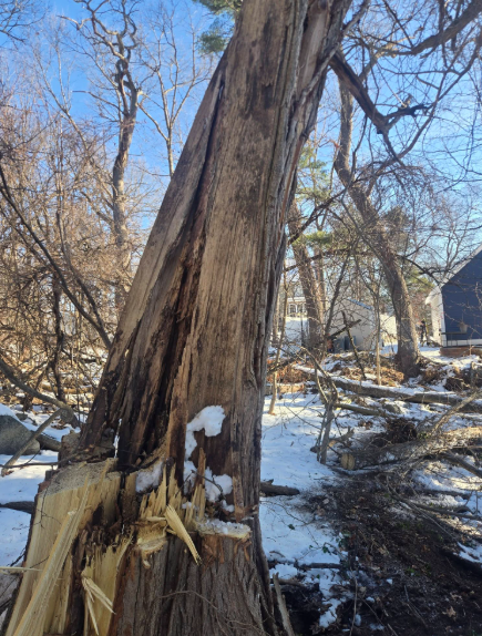 Broken tree trunk in a snowy yard with fallen branches and a house in the background