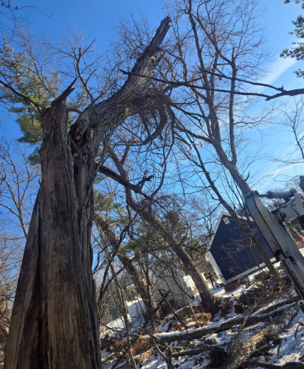 Tall bare trees in a snowy yard beside a blue house under a clear sky.
