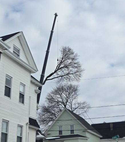 Crane lifting a tree beside a white house and green house on a cloudy day