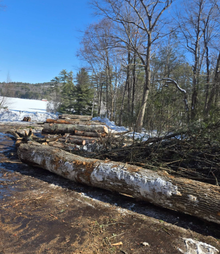 Cleared logs beside a snowy wooded road under a clear blue sky
