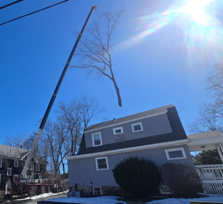 Crane lifting a tree branch beside a gray house on a sunny winter day