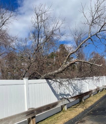 Leafless tree branches over a white fence beside a road under a blue sky