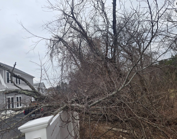 Leafless tree tangled over a white structure beside houses under a gray sky