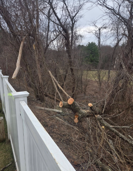 Cut tree branches piled beside a white fence in a wooded yard under a cloudy sky
