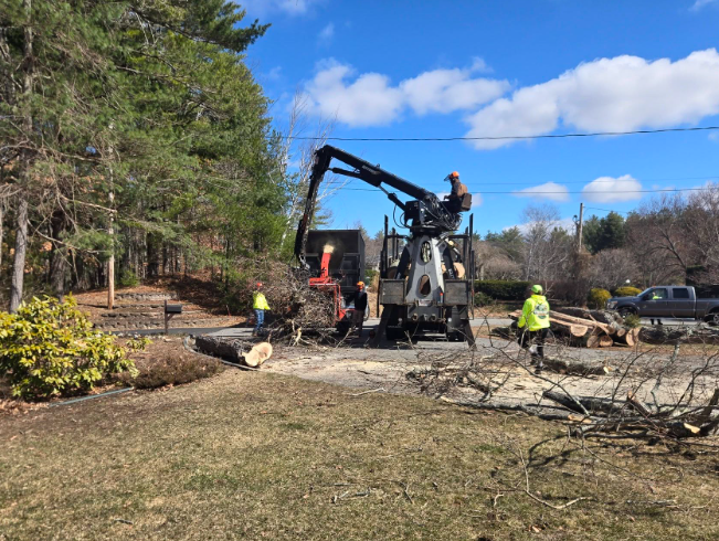 Workers and a crane clearing storm debris along a roadside beside pine trees and parked cars
