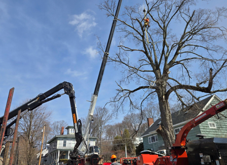 Tree removal crews using cranes and trucks on a residential street under a blue sky