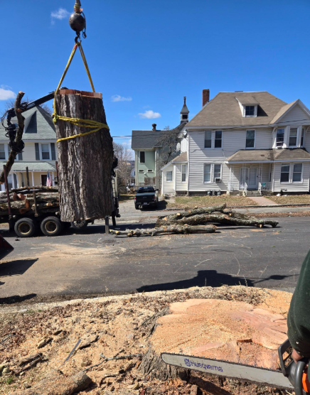 Tree stump being lifted by crane from a street, with houses and debris in the background.
