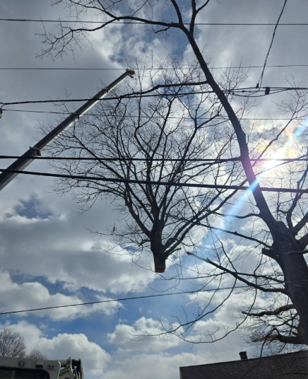 Bare trees and power lines against a cloudy sky with bright sun glare