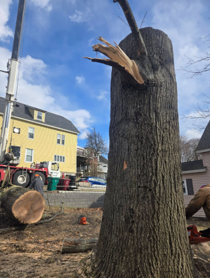 Cut tree trunk with broken branches at a construction site beside a yellow building and tractor.