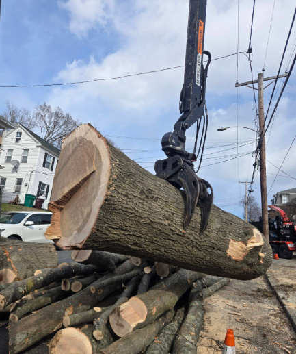 Excavator grapple lifting a large cut tree trunk from a roadside log pile near utility poles.