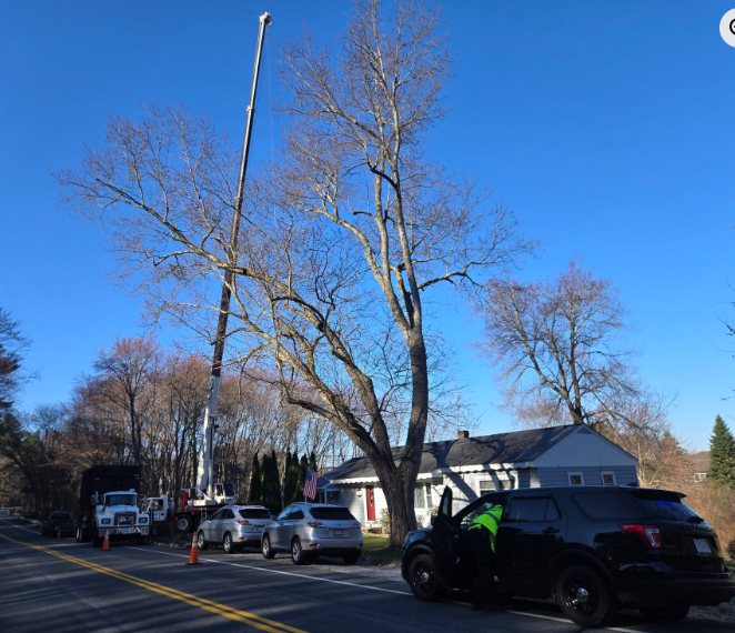 Tree-lined street with parked cars, a white house, and a black SUV under a clear blue sky.